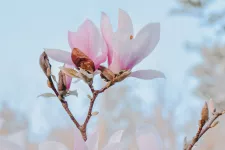 Närbild på magnoliablomma. Foto.